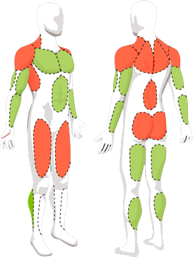 Sch&eacute;ma des principaux muscles utiles aux arts martiaux et d&eacute;velopp&eacute;s gr&acirc;ce &agrave; cette m&eacute;thode.